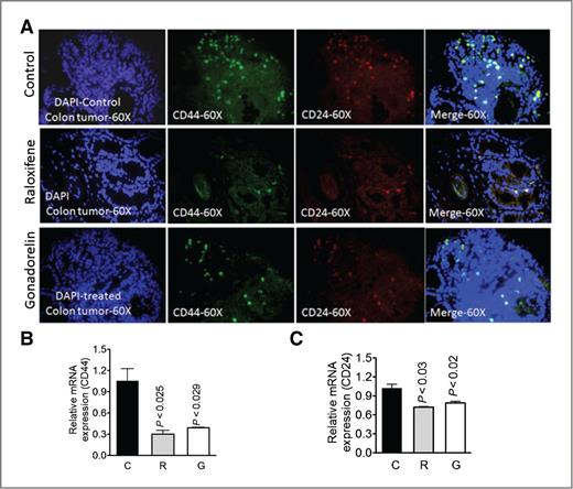 Figure 5. A, immunohistofluorescence for CD44 and CD24 positive cells in intestinal tumors from ApcMin/+ mice treated with raloxifene and gonadorelin. The last vertical row displaying the merged figure of CD44 and CD24 in raloxifene- and gonadorelin-treated tumors compared with control tumors. B, real-time PCR analysis for CD44 mRNA expression in intestinal tumors of raloxifene- and gonadorelin-treated and -untreated ApcMin/+ mice. C, real-time PCR analysis for CD24 mRNA expression in intestinal tumors of raloxifene- and gonadorelin-treated and -untreated ApcMin/+ mice. GAPDH was used as housekeeping gene.