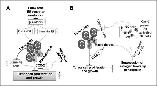 Figure 6. A, schema for raloxifene action in intestinal tumors of female ApcMin/+ mice. B, schema for gonadorelin action in intestinal tumors of female ApcMin/+ mice.