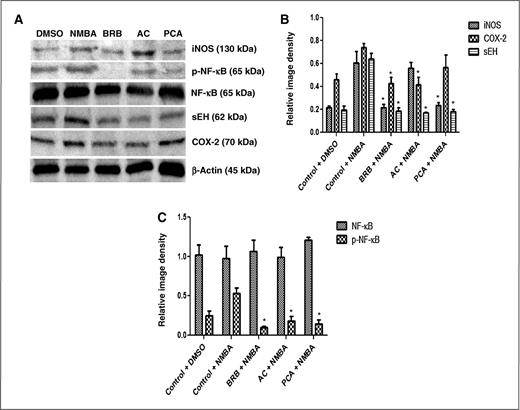 Figure 3. Effects of dietary BRBs, ACs, and PCA on protein expression of inflammatory markers in the esophagus via immunoblot at week 35. A, representative blots for all the inflammatory markers measured. B, sEH protein expression was reduced by the BRB, AC, and PCA diets as well (P < 0.05). COX-2 expression was significantly reduced by the BRB and AC diets in the esophagus (P < 0.05), whereas iNOS expression was reduced by the BRB and PCA diets (P < 0.05). C, naive NF-κB expression was unchanged, whereas p-NF-κB expression was significantly reduced by the BRB, AC, and PCA diets. Columns, mean (n = 3); bars, SD. Asterisk (*, P < 0.05) indicates significantly lower results than rats treated with NMBA and fed control diet.