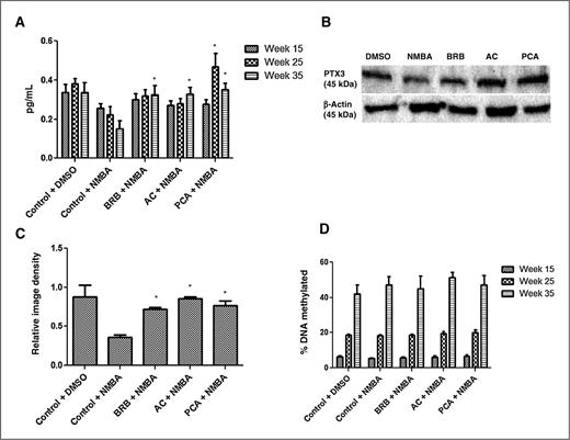 Figure 4. Effects of dietary intake of BRBs, ACs, and PCA on PTX3 expression in the plasma and esophagus shown via ELISA and immunoblotting. A, the PCA group has significantly higher PTX3 expression at week 25, whereas all three experimental diets significantly upregulated PTX3 expression globally in the plasma at week 35 (n = 9 at weeks 15 and 25, n = 10 at week 35). B, a representative blot for PTX3 at week 35 in the esophagus, showing increased expression of PTX3 in the BRB, AC, and PCA dietary groups. C, increased PTX3 expression in the esophagus at week 35 quantified through image density analysis. This correlated with plasma PTX3 levels at week 35 (n = 3). D, there is no difference in PTX3 promoter methylation at any time point (n = 9). Columns, mean; bars, SD. Asterisk (*, P < 0.05) indicates significantly higher results than rats treated with NMBA and fed control diet.