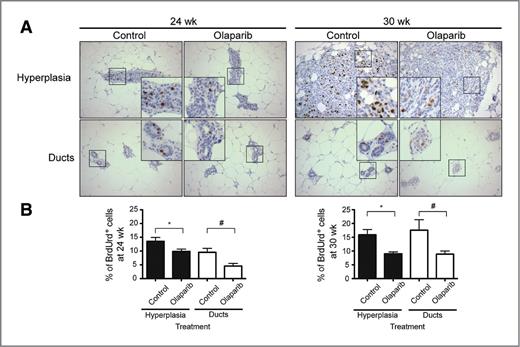 Figure 4. Intermittent treatment with olaparib for 24 to 30 weeks reduced cell proliferation in mammary glands of BRCA1-deficient mice. A, mice on either control or olaparib (200 mg/kg diet) fed intermittently for 24 or 30 weeks were injected with BrdUrd and analyzed by IHC to measure cell proliferation (magnification, ×200; insets ×500). B, BrdUrd-positive cells (stained brown with diaminobenzidine) in hyperplastic and ductal areas were quantitated and expressed as a percentage of BrdUrd-positive cells over total number of cells (stained purple with hematoxylin) counted; n = 6 per group at 24 weeks and n = 5 mice per group at 30 weeks; more than 3,500 and 1,000 cells from hyperplastic areas and ducts were counted in both groups at each time point; *, P < 0.05 versus control in hyperplastic areas; #, P < 0.05 versus control in ducts.