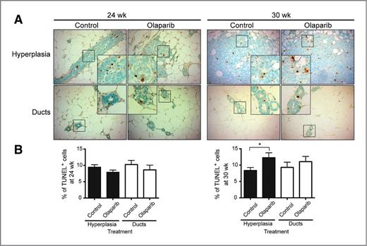 Figure 5. Intermittent treatment with olaparib for 30 weeks induced apoptosis in hyperplastic areas. A, mammary tissues from BRCA1Co/Co;MMTV-Cre;p53+/− mice fed with either control or olaparib intermittently in diet (200 mg/kg) for 24 or 30 weeks were harvested and processed for TUNEL staining to measure apoptosis. TUNEL-positive cells in hyperplastic and ductal areas were visualized with diaminobenzidine (brown), followed by counterstaining with methyl green (green; magnification, ×200; insets ×500). B, TUNEL-positive cells were quantitated and expressed as a percentage of TUNEL-positive cells at 24 or 30 weeks over total number of cells counted; n = 5 to 6 mice per group at each time point; more than 1,800 cells in hyperplastic areas and 950 cells in ducts were counted in both groups.*, P < 0.05 versus control.