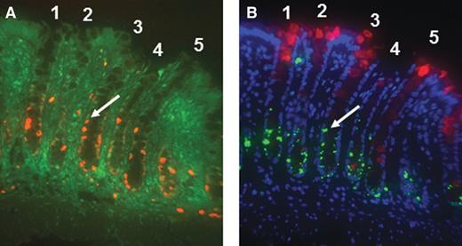 Figure 1. Colocalization photomicrograph (400×) of proliferation, p27Kip1, differentiation, and apoptosis in serial sections. A, proliferation (Ki-67, orange) was predominantly localized to the lower part of the crypts and p27Kip1 (green) staining was localized in the nuclei of colonic cells within crypts. B, lectin binding (red) was primarily located in the upper part of the crypt and apoptotic cells (green) were found in the lower region of the crypt 9 hours after AOM injection. Blue staining represents DAPI counterstaining. A and B are derived from serial sections and crypts 1–5 in A are the same crypts shown in B. Arrows show the same cell labeled for cell proliferation and p27Kip1 in A, and apoptosis in B.