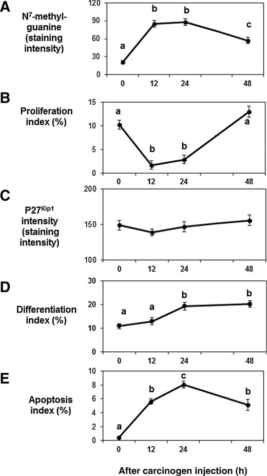 Figure 2. Carcinogen effects on DNA adduct level, cell proliferation, p27Kip1, differentiation, and apoptosis over time. A, DNA adduct levels were increased 12 hour after AOM injection and decreased by 48 hours after AOM injection (P < 0.001). B, cell proliferation decreased 12 hours after AOM injection and increased at 48 hour after AOM injection (P < 0.001). C, carcinogen injection did not affect p27Kip1 level. D, differentiation increased 24 hours after AOM injection (P = 0.014). E, maximum apoptosis was achieved at 24-hour after AOM injection (P < 0.001). Data, means ± SE. Means without a common letter are significantly different.