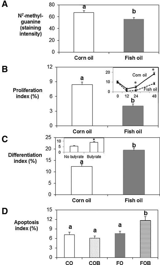Figure 3. Dietary fat effects on DNA adduct level, cell proliferation, p27Kip1, differentiation, and apoptosis. Dietary fish oil resulted in lower DNA damage (A, P = 0.001), cell proliferation (B, P = 0.003), and elevated differentiation (C, P = 0.039) compared with the corn oil diet. At 48 hours after carcinogen injection, there was a compensatory increase of cell proliferation beyond that observed at 0 hour in corn oil-fed rats but not in fish oil-fed rats (P = 0.010, B inset). Butyrate treatment increased differentiation (P = 0.041, C inset). Fish oil/butyrate diet increased apoptosis, relative to the other three groups at 24 hours after carcinogen injection (D, P = 0.039). CO, corn oil; CO/B, corn oil/butyrate; FO, fish oil; FO/B, fish oil/butyrate. Data, mean ± SE. Bars without a common letter are significantly different. *, P < 0.05.