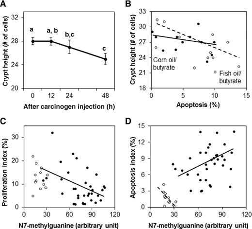 Figure 4. Correlation between crypt height and hours after carcinogen injection (A), between crypt height and apoptosis (B), between DNA damage and proliferation (C), and between DNA damage and apoptosis (D). A, after carcinogen injection, crypt height decreased (P = 0.011). Data, mean ± SE. Means without a common letter are significantly different. B, there was a negative relationship between crypt height and apoptosis in the fish oil/butyrate group (correlation coefficient = −0.53, P = 0.040; , broken line). The correlation between crypt height and apoptosis in corn oil/butyrate-fed rats was not significant (, solid line). C, there was no correlation between DNA adduct level and cell proliferation in saline animals (). After carcinogen injection, there was an inverse relationship between DNA adduct level and cell proliferation (correlation coefficient = −0.42, P = 0.010; , solid line). D, in saline rats, there was an inverse relationship between DNA damage and apoptosis (correlation coefficient = −0.70, P = 0.012; , broken line). In contrast, there was a positive relationship between DNA damage and apoptosis after carcinogen injection (correlation coefficient = 0.36, P = 0.033; , solid line).
