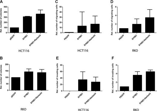 Figure 2. Functional assays SYNE1. A and B, colony formation assay of cells transfected with SYNE1 expression vector or empty vector grown for 2 weeks in medium containing antibiotics. Mean colony numbers relative to control transfectants are plotted (n = 3). Error bars, 95% CI. C and D, invasion assay through Matrigel-coated Transwells. Results represent mean number of SYNE1-transfected cells that passed through the Matrigel-coated membranes of the Transwell relative to control cells transfected with empty vector (n = 3). E and F, migration assay. Plotted are the mean numbers of SYNE1-transfected cells that migrated through Transwell membranes not coated with Matrigel relative to control cells transfected with empty vector (n = 3). Error bars, 95% CI.