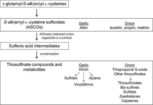 Figure 2. Bioactive sulfur compounds in Allium vegetables. ASCOs are the precursors to the biologically active compounds in Allium vegetables. ASCOs are formed form γ-glutamyl-S-alk(en)yl-l-cysteines in the vegetables cells. When the vegetables are crushed, chopped, or chewed, the enzyme alliinase is released from vacuoles and catalyzes the conversion of ASCOs to highly reactive sulfenic acid intermediates. Thiosulfinate compounds are formed from the condensation of these intermediates. Thiosulfinate compounds and their metabolites are responsible for the characteristic flavors and odors of Allium vegetables. Predominant compounds of ASCOs and thiosulfinate compounds/metabolites in garlic and onions are listed. See text for citations of references.