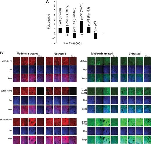 Figure 3. Effects of metformin on expression of multiple biomarkers using IHC. Rats bearing MNU-induced cancers were treated with vehicle or metformin (150 mg/kg BW/d) for a period of 7 days. At that time, rats were sacrificed and tumors removed. Tissue slices were prepared and stained as described in Materials and Methods. Representative staining is shown. A, alterations of expression in the various phosphorylated proteins in control mammary tumors following short-term metformin exposure; B, IHC slides staining for the various phosphoproteins, DAPI, and a merged image.
