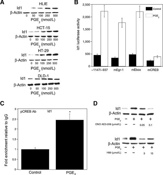 Figure 3. PGE2 induces Id1 transcription. A, cells were treated with 0 to 500 nmol/L PGE2 for 24 hours. Cellular protein (100 μg/lane) was subjected to immunoblot analysis. The blots were probed with antibodies to Id1 and β-actin, respectively. B, HCT-15 cells were transfected with 1.8 μg of a human Id1 promoter–luciferase construct −1,147/−937 or this promoter construct in which the Egr-1 (mEgr-1), Ebox (mEbox), or cAMP-response element (mCREB) sites were mutagenized. Cells also received 0.2 μg of pSVβgal. Following transfection, cells were treated with vehicle (control) or 500 nmol/L PGE2 for 24 hours. Reporter activities were then measured. Id1 luciferase activity represents data that have been normalized to β-galactosidase activity. C, HCT-15 cells were treated with vehicle or 500 nmol/L PGE2 for 3 hours. ChIP assays were then performed. Chromatin fragments were immunoprecipitated with antibodies against pCREB and the Id1 promoter was amplified by PCR. DNA sequencing was carried out, and the product was confirmed to be the correct promoter. Mean ± SD is shown, n = 6; *, P < 0.01 compared with vehicle (control) treated cells. D, HCT-15 cells were pretreated with vehicle or the indicated concentrations of ONO-AE3-208 (top), an EP4 receptor antagonist, or H89 (bottom), an inhibitor of PKA, for 2 hours. Subsequently, cells were treated with 500 nmol/L PGE2 as indicated for 24 hours. Cellular protein (100 μg/lane) was subjected to immunoblot analysis. The blots were probed with antibodies to Id1 and β-actin, respectively.