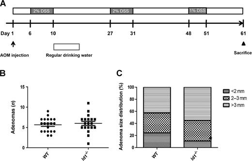 Figure 5. Deletion of Id1 does not protect against colitis-associated tumorigenesis. A, study schema of the AOM/DSS colitis-associated tumor model. B and C, adenoma number (B) and size (C) were compared between WT (n = 20) and Id1−/− (n = 19) mice. Statistical differences were not observed.