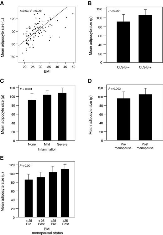 Figure 2. Adipocyte size correlates with BMI and WAT inflammation, and is larger in postmenopausal and obese women. A, a moderate correlation was observed between mean adipocyte size and BMI (ρ = 0.63, P < 0.001, Pearson method). B, patients with CLS-B have larger mean adipocyte size in the breast (P < 0.001, t test). C, mean adipocyte size increases with more severe breast WAT inflammation (P < 0.001, ANOVA). D, mean adipocyte size is larger in postmenopausal women (P = 0.002, t test). E, mean adipocyte size is larger in overweight and obese postmenopausal women (P < 0.001, ANOVA).