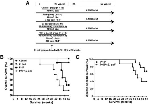 Figure 1. Decreased survival due to the combinatorial effects of PhIP and E. coli. Study design (A), overall survival (B), and disease-specific (e.g., invasive cancer) survival (C). PhIP and PhIP + E. coli treated animals received 200 ppm PhIP in the diet for the first 20 weeks of the study and were then given AIN93G “control” diet without PhIP for an additional 32 weeks.