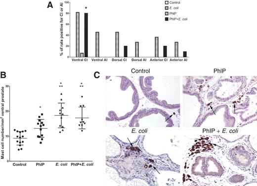 Figure 3. Ventral lobe specificity of chronic inflammation and increased mast cell numbers. Inflammation analysis of prostate lobes at time of death/end of study (A). AI, acute inflammation; CI, chronic inflammation. *, Significantly different from dorsal and anterior CI (P = 0.023) by χ2 test. No inflammation was observed in the control group or in PBS (vehicle)-treated animals. Mast cell quantification in ventral prostates at time of death/end of study (B). *, P < 0.005 versus control; **, P < 0.05 versus PhIP. Representative macrophage (CD68) IHC images (C) from all groups at time of death/end of study. Arrows point to prostate-infiltrating CD68+ macrophages.
