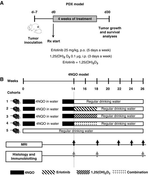 Figure 1. Study design and experimental cohorts. The overall schema of the experimental design and end points for studies in the PDX model (A) and the 4NQO-induced model of HNSCC (B) are shown.