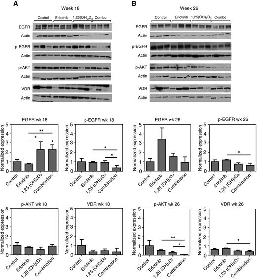 Figure 6. Immunoblot analysis of molecular changes in response to combination treatment. Expression levels of EGFR, p-EGFR, p-AKT, and VDR in whole tongue extracts (n = 3 per group) obtained from untreated control animals and animals treated with erlotinib alone, 1,25(OH)2D3 alone, or combination at week 18 (A; 24 hours post completion of 4-week treatment regimen) and at week 26 (B) are shown. *, P < 0.05.