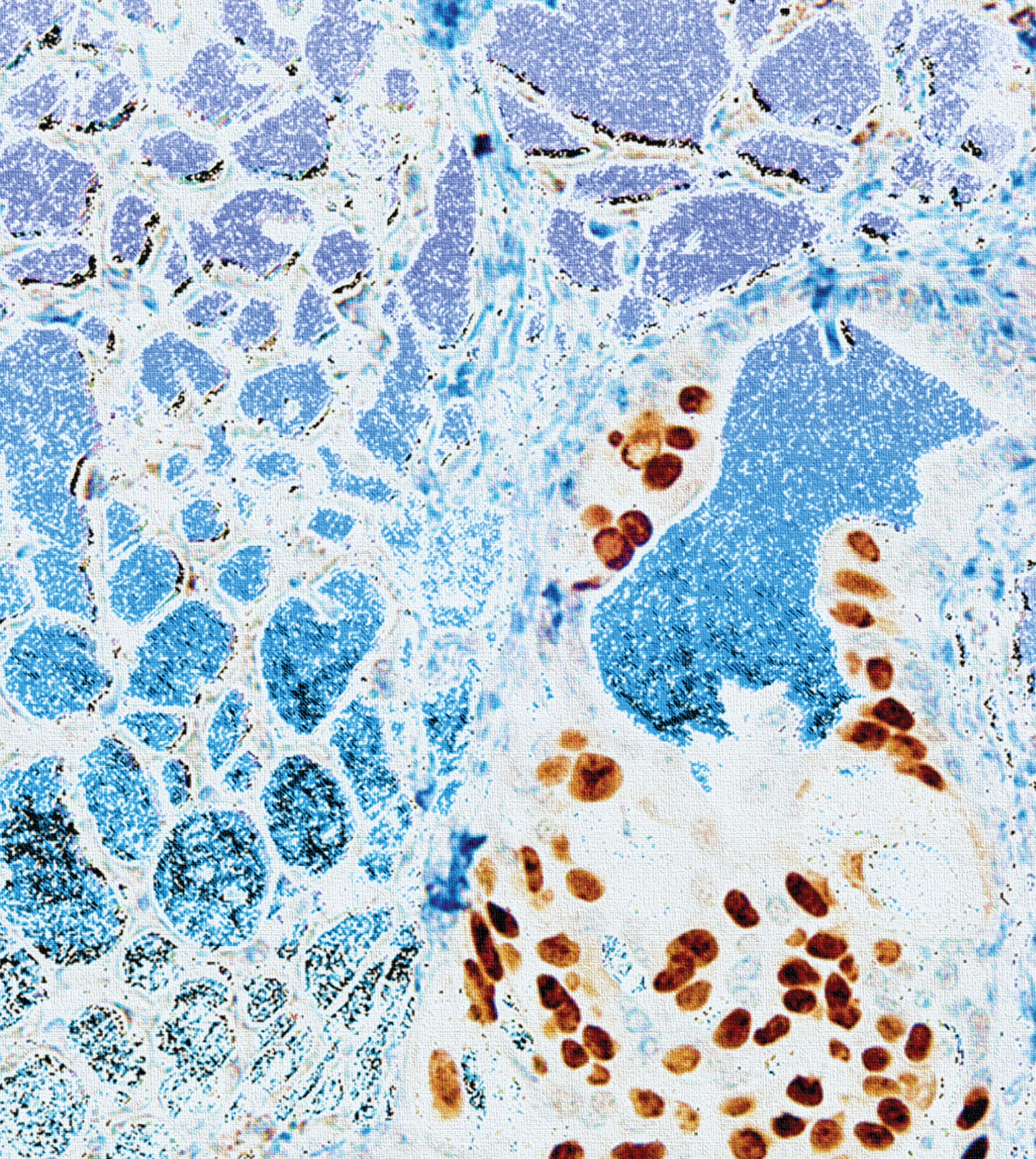Issue cover image