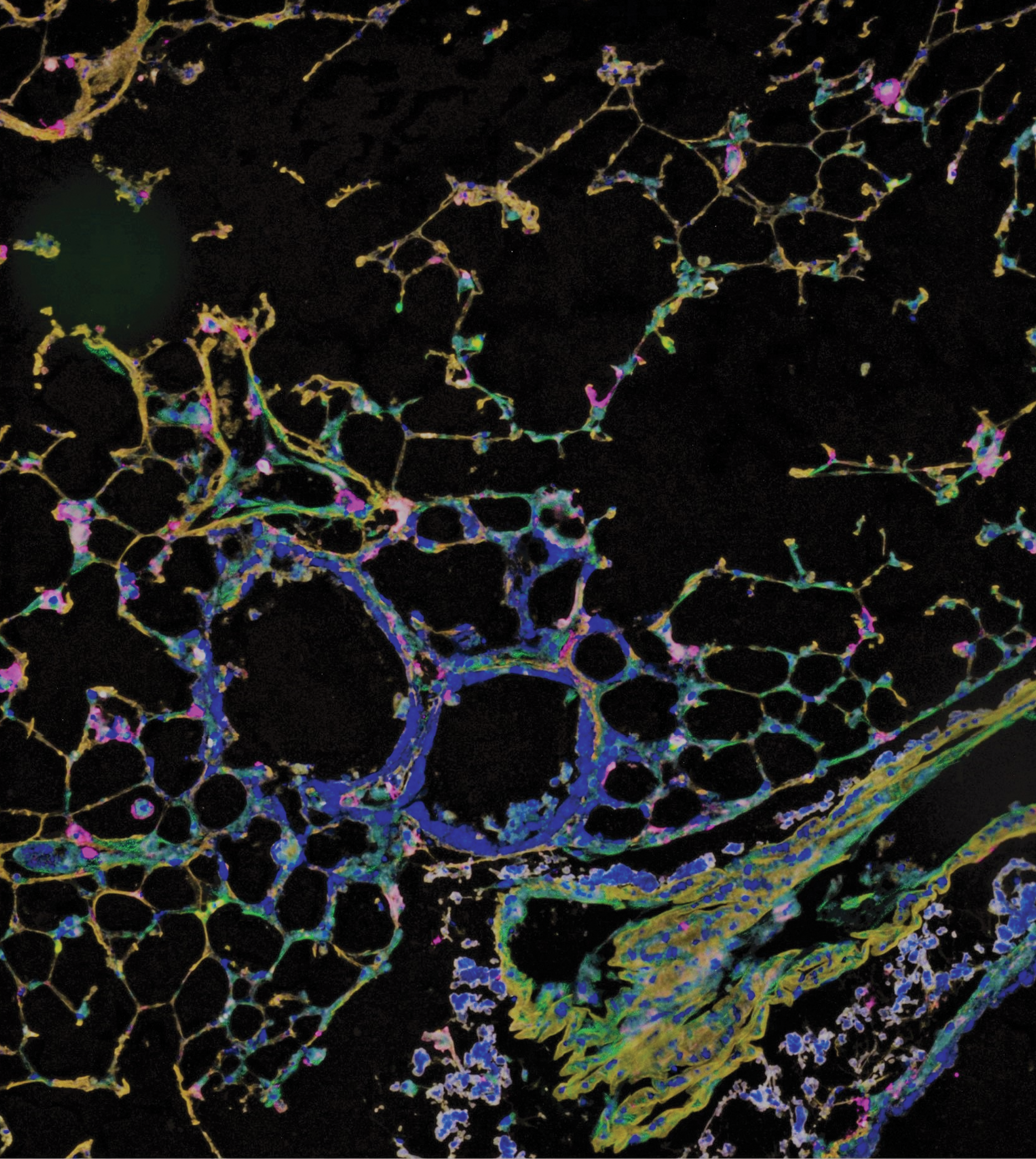 Issue cover image