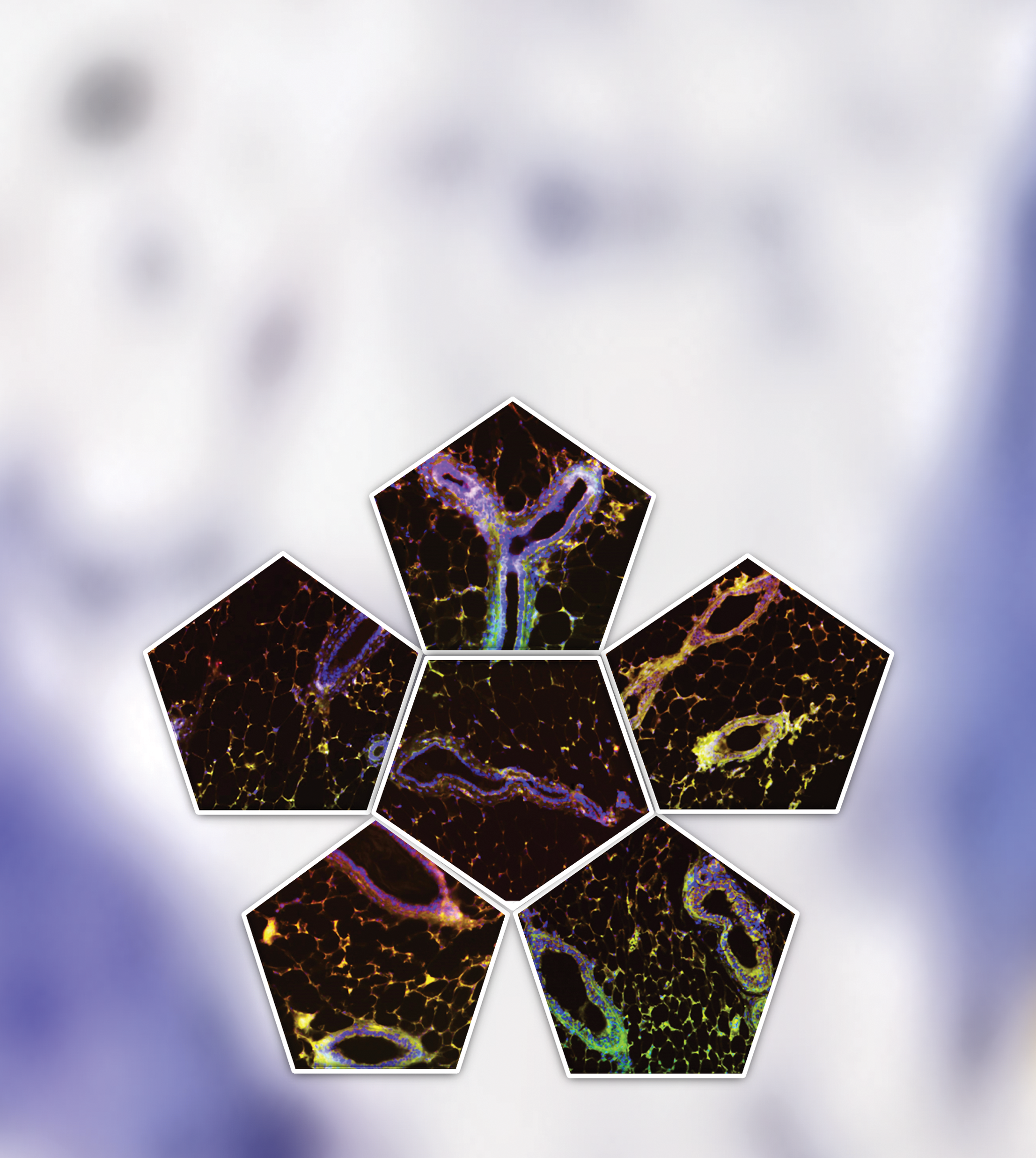 Issue cover image