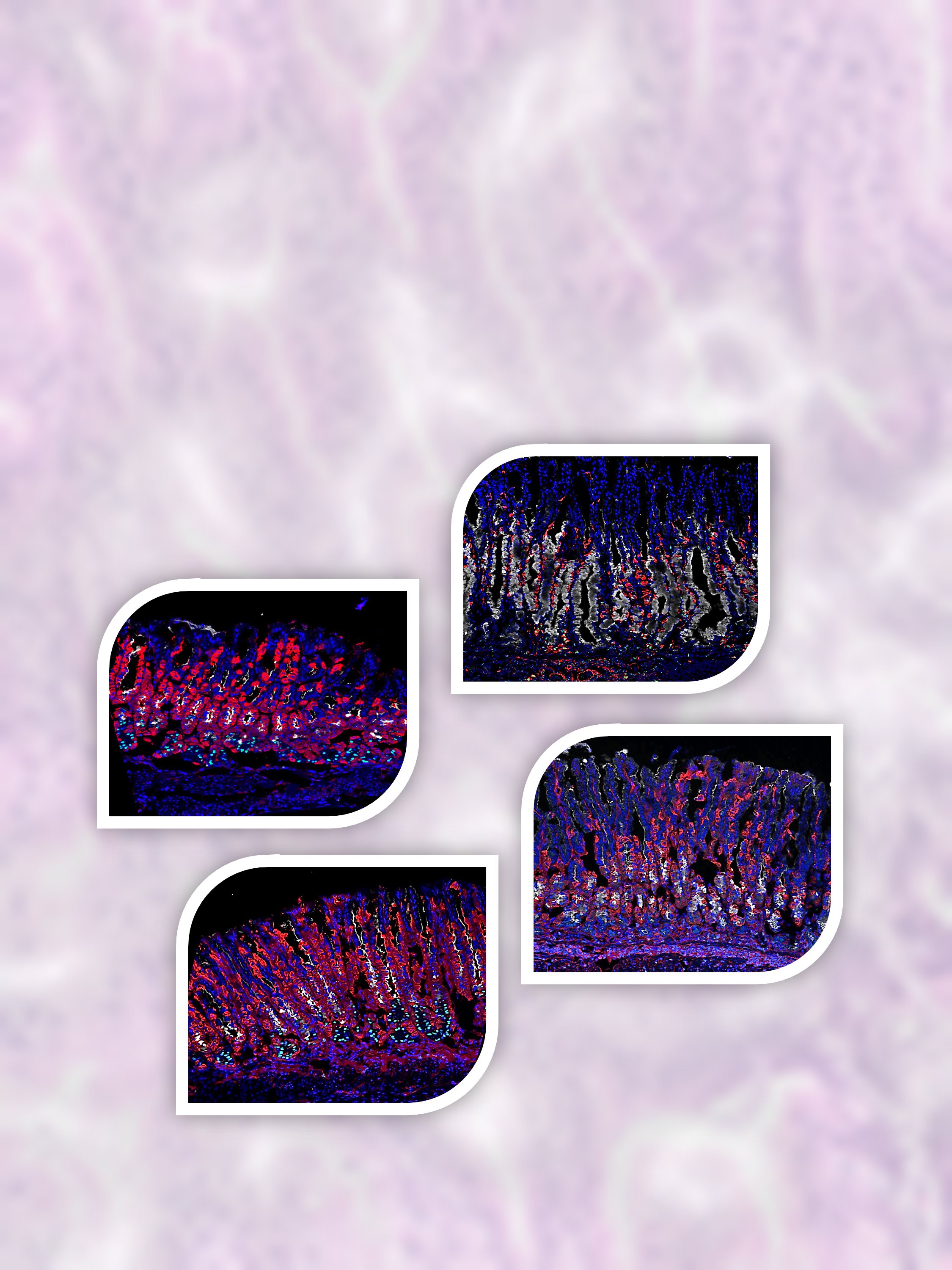 Issue cover image