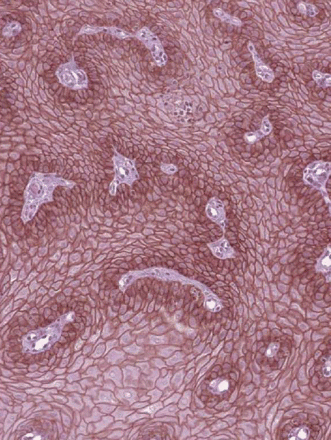 Issue cover image
