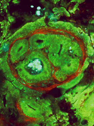 Issue cover image