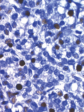 Issue cover image