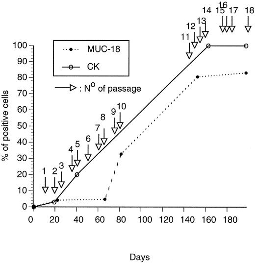 Fig. 1. Expansion of tumor cells in BM culture shown for patient LC-m1. The culture was split at ∼70% confluency. Before passage 3, cells were transfected with SV40 T-Ag. The increase of the tumor-associated marker protein MUC18 during culture was determined by fluorescence-activated cell sorting analysis; CK positivity was assessed by immunocytochemistry or (at passage 18) by fluorescence-activated cell sorting analysis.