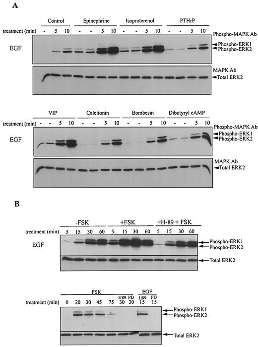 Fig. 1. A, elevated cAMP potentiates activation of MAPK by EGF in LNCaP. Cells were serum deprived for 16 h and pretreated for 15 min with no additions (Control), epinephrine (10 μm), isoproterenol (10 μm), PTHrP (100 nm), VIP (100 nm), calcitonin (100 nm), bombesin (200 nm), or dibutyryl cAMP (1 nm). Cultures were then incubated for 5 or 10 min without (Lanes —) or with (Lanes 5 and 10) 1 ng/ml EGF. Activation of MAPK was detected by anti-phospho-MAPK antibody Western blots. Membranes were stripped and reblotted with anti-MAPK antibody, which detected total ERK2, as a loading control. B, FSK potentiates activation of MAPK by EGF in LNCaP cells in a PKA-dependent manner. Top, cells were serum deprived and then treated with 1 ng/ml EGF for the indicated length of time, without or with 15-min pretreatment with 50 μm FSK, or pretreated with H-89 (10 μm) for 15 min before FSK and EGF treatments (+H-89 + FSK). Bottom, cells were treated with FSK for the indicated length of time, pretreated with H-89 or PD098059 (PD, 50 μm) for 15 min prior to FSK treatment, or pretreated with H-89 or PD098059 prior to EGF stimulation. Detection of MAPK activation and total ERK2 was as described in A.