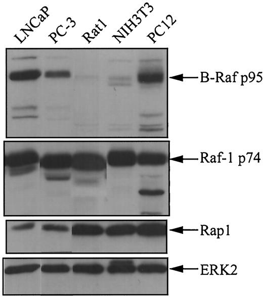 Fig. 2. B-Raf is highly expressed in LNCaP cells and PC12 cells. The expression was lower in PC-3 cells and was very low in Rat-1 and NIH3T3 cells. Expression of B-Raf p95, Raf-1 p74, Rap1, and ERK2 was detected by Western blotting with anti-B-Raf, anti-Raf-1, anti-Rap1, and anti-ERK2 antibodies, respectively.
