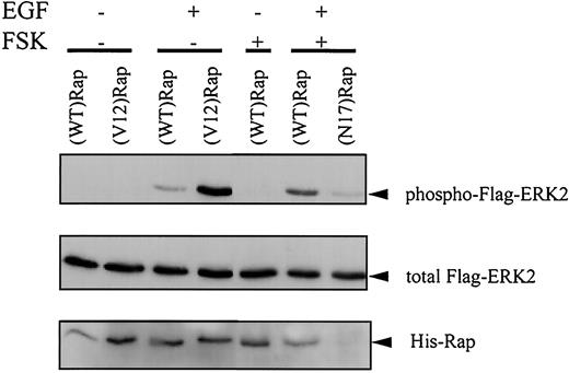 Fig. 3. cAMP acts via a Rap1-dependent pathway. LNCaP cells were cotransfected with His-Rap1(WT), His-Rap1V12, or His-Rap1N17 and FLAG-ERK2 for 6 h. After transfection, cells were starved for 16 h in serum-free medium before stimulation with EGF (1 ng/ml) for 5 min with or without pretreatment with FSK (50 μm). Flag-ERK2 was immunoprecipitated with anti-FLAG M2 gel. Phospho-MAPK antibody was used to detect the activation of ERK2 in the Western blotting analysis. Membranes were stripped and reblotted with anti-MAPK antibody to detect total ERK2 level. Expression of His-Rap1 was revealed by Western blotting analysis with anti-Rap1 antibody. Nickel chelation of lysate with Ni-NTA agarose was performed prior to Western analysis. Note that Rap1N17 expression was lower, which is common for dominant-negative constructs that might interfere with cellular regulation.