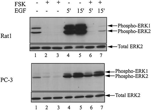 Fig. 4. Both basal and EGF-mediated MAPK activation are strongly inhibited in Rat-1 cells and partially reduced in PC-3 cells by increasing cAMP. Cells were starved in serum-free medium (Lane 1), treated with FSK (50 μm) for 20 and 30 min (Lanes 2 and 3, respectively) or with EGF (1 ng/ml) for 5 and 15 min (Lanes 4 and 5, respectively), or pretreated with FSK for 15 min followed by EGF stimulation for 5 and 15 min (Lanes 6 and 7, respectively). Detection of MAPK activation and total ERK2 measurement were as described in Fig. 1<$REFLINK>.