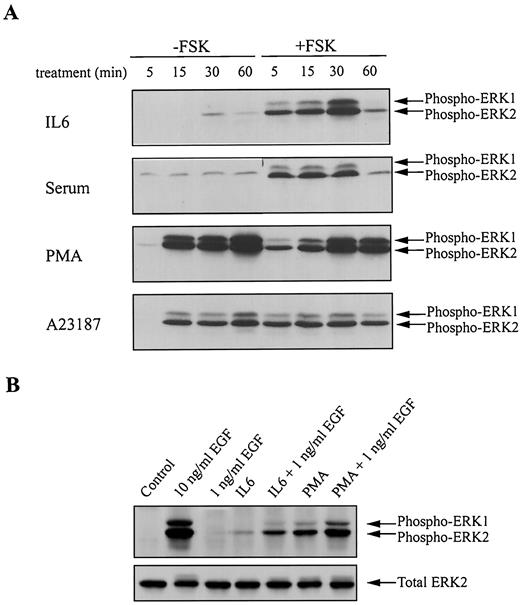 Fig. 5. A, cAMP potentiates the effects of IL-6 and serum but inhibits the effects of PMA and A23187 on MAPK activation. LNCaP cells were starved and treated with IL-6 (2 nm), serum (20%), PMA (50 nm), or A23187 (10 μm) for the indicated length of time (min), with or without pretreatment with 50 μm FSK for 15 min. ERK2 was used as a loading control and was equivalent in all cases (data not shown). FSK alone caused only a modest activation of MAPK (Fig. 1B)<$REFLINK>. B, IL-6 and PMA potentiate the ability of EGF to activate MAPK. LNCaP cell cultures were treated with 10 ng/ml EGF or 1 ng/ml EGF, 2 nm IL-6, 10 nm PMA, or combinations of IL-6 or PMA with 1 ng/ml EGF. Activation of MAPK was assessed by blotting with phosphospecific MAPK antibody, as described above.