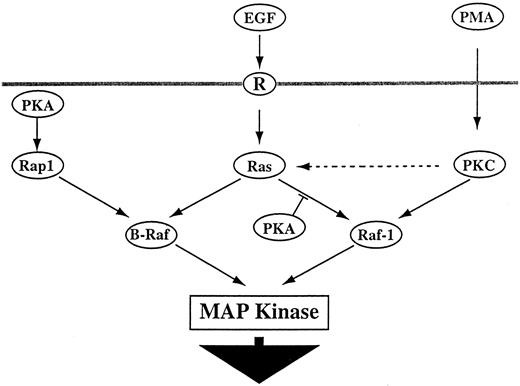 Fig. 6. Cross-talk between PKA, EGF, and PKC in MAPK activation. EGF binds to EGF receptor (R, a receptor tyrosine kinase) and activates MAPK through the Shc-Grb-2-SOS-Ras-Raf pathway (16). PMA, which mimics the physiological lipid metabolite diacylglycerol, activates PKC, resulting in activation of Raf-1 and MAPK (39), probably in a Ras-dependent manner (40, 41). PKA potentiates the Ras/B-Raf pathway and antagonizes the PKC/Raf-1 pathway.