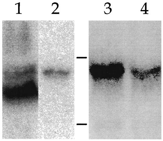 Fig. 1. Northern blot analysis of TGF-β3 expression. Total RNA (25 μg) from cells grown in tissue culture was loaded in each lane. Lanes 1 (T47-D) and 2 (HT-1080) are from one experiment; Lanes 3 (HT-1080) and 4 (A375) are from a second experiment. Equivalent loading of RNA was documented by ethidium bromide staining. For the purpose of band intensity comparisons, the exposure and contrast levels of Lanes 1 and 2 are identical, as are those of Lanes 3 and 4. The positions of the 18S and 28S RNA in the gel are indicated by bars in the center of the figure.