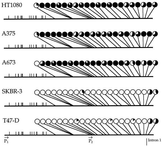 Fig. 4. Methylation at CpG sites flanking the downstream, breast cancer-specific TGF-β3 promoter (P2). The percentage methylation at the investigated CpG sites is represented by small pie graphs, with the percentage of area filled-in proportional to the frequency of methylation, as determined from sequence analysis of four to eight clones at each CpG site for each of the indicated cell lines. For example, the 3′-most investigated CpG (position 1472) exhibited a 75% incidence of methylation in HT1080 cells and a 43% incidence of methylation in SKBR-3 cells. The investigated CpG sites are located at positions 525, 698, 705, 708, 883, 902, 910, 928, 953, 1014, 1041, 1075, 1161, 1201, 1284, 1297, 1334, 1393, 1398, 1429, 1449, and 1472, relative to P1.  