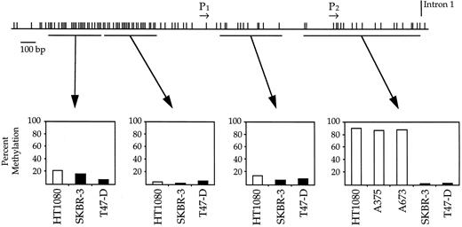 Fig. 5. Summary of cell-specific CpG methylation throughout the TGF-β3 CpG archipelago. The investigated CpGs were divided into four regional groupings, as indicated by the lines beneath the CpG map (top). The average incidence of methylation for all CpG sites within each region is shown for the indicated cell lines. ▪, two breast cancer cell lines (SKBR-3 and T47-D); □, non-breast cancer cell lines (HT1080, A375, and A673).