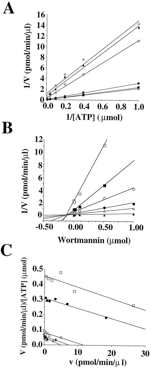 Fig. 1. Characterization of the inhibition of DNA-PK activity by wortmannin. A, Lineweaver-Burk plot of the inhibition of DNA-PK activity with wortmannin. Inhibition was performed with 0 μm (▪), 0.01 μm (□), 0.1 μm (•), 0.5 μm (○), 1 μm (▴), or 5 μm (Δ) wortmannin in varying concentrations of ATP. B, Dixon plot determination of the Ki for wortmannin. Results from A were plotted as wortmannin concentration against 1/V for ATP concentrations of 1 μm (□), 2.5 μm (▪), 5 μm (○), 10 μm (•), 25 μm (Δ), and 100 μm (▴). The intersection of the plots on the wortmannin axis reveals a Ki of 120 nm. C, Eadie-Scatchard plot of wortmannin inhibition of DNA-PK. Results from A were plotted as V against V/[ATP] for the wortmannin concentrations of 0.01 μm (□), 0.1 μm (•), 0.5 μm (○), 1 μm (▴), and 5 μm (Δ). The slopes of the plots reveal that wortmannin inhibition of DNA-PK is noncompetitive.