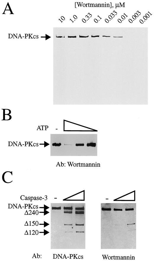 Fig. 3. Labeling of the kinase domain of DNA-PK with wortmannin. A, DNA-PK (600 ng) was labeled with varying amounts of wortmannin, as indicated. Wortmannin-treated DNA-PK was electrophoresed on a 7% SDS-polyacrylamide gel followed by Western blotting using antiwortmannin antiserum. B, DNA-PK (600 ng) was labeled with wortmannin (10 μm) in the absence or presence of 0, 10, 1, or 0.1 mm ATP. Wortmannin-treated DNA-PK was visualized as in A. C, caspase-3 limited proteolysis of DNA-PKcs. DNA-PK was labeled with 10 μm wortmannin prior to digestion with caspase-3. Left, the characteristic degradation of DNA-PKcs as revealed by immunoblot analysis using a polyclonal antibody to DNA-PKcs (AbFLA). The NH2-terminal Mr 240,000 and COOH-terminal kinase domain containing Mr 120,000 and 150,000 fragments are indicated. Right, immunoblot analysis using the antiwortmannin antiserum shows wortmannin labeling of only the Mr 120,000 and 150,000 kinase domain containing fragments of DNA-PKcs produced by caspase-3-mediated proteolysis.