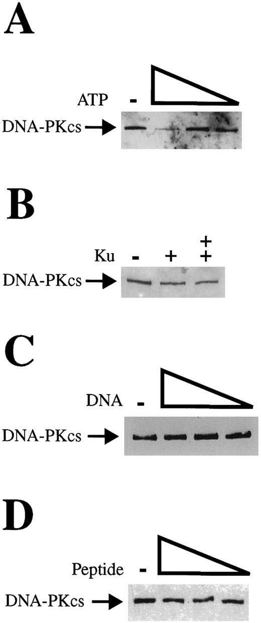 Fig. 4. Wortmannin labeling of DNA-PKcs (in the absence of Ku) and the effect of DNA and a peptide substrate on wortmannin binding. A, DNA-PKcs (100 ng) was labeled with wortmannin (10 μm) in the absence or presence of 0, 10, 1, or 0.1 mm ATP. B, DNA-PKcs (100 ng) was labeled with wortmannin (10 μm) in the absence or presence of 0, 25, or 100 ng of Ku. C, DNA-PK (600 ng) was labeled with 10 μm wortmannin in the presence of 100, 10, or 1 ng of sonicated double-stranded calf thymus DNA. D, DNA-PK (600 ng) was labeled with 10 μm wortmannin in the presence of 1 mm, 100 μm, or 10 μm DNA-PK peptide substrate.