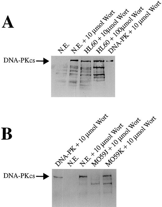 Fig. 5. Wortmannin labeling of DNA-PKcs in vivo. A, HeLa nuclear extract alone (N.E.), nuclear extracts treated with 10 μm wortmannin (Wort), nuclear extracts prepared from HL60 cells grown in the presence of wortmannin (10 and 100 μm) and DNA-PK (600 ng) labeled with wortmannin (10 μm) were electrophoresed on a 7% SDS-polyacrylamide gel followed by Western blotting using antiwortmannin antiserum. The wortmannin-labeled band comigrating with DNA-PKcs is indicated. B, DNA-PK (600 ng) labeled with wortmannin (10 μm), nuclear extracts alone (N. E.), nuclear extracts treated with 10 μm wortmannin (Wort), nuclear extracts prepared from MO59J cells (DNA-PKcs negative) treated with 10 μm wortmannin and MO59K cells (DNA-PKcs positive) treated with 10 μm wortmannin were electrophoresed on a 7% SDS-polyacrylamide gel followed by Western blotting using antiwortmannin antiserum. The wortmannin-labeled band comigrating with DNA-PKcs is indicated.