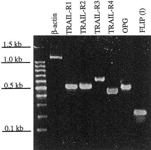 Fig. 1. PCR products of the TRAIL receptors and FLIP. The product sizes (in bp) were as follows: β-actin, 1126; TRAIL R1–R4 and OPG, 506, 502, 612, 453, and 486, respectively; FLIPL and FLIPS, 226 and 228, respectively.