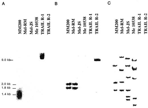 Fig. 2. Southern blots with TRAIL-R1 (A) and TRAIL-R2 (B) cDNA probes on chromosomal DNA from four melanoma cell lines. The double bands in B indicate that the probe is detecting both exon 9 and untranslated regions in the chromosome. TRAIL-R1 and -R2 are PCR products of the genes. Mel JS and Me10538 were negative for both genes, and Mel RM was negative for TRAIL-R1. C, the DNA was reacted with a probe against β-actin to indicate that equivalent amounts of DNA were loaded into each lane.