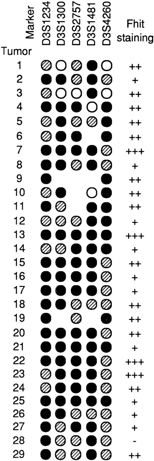 Fig. 4. Summary of LOH within the FHIT gene. Tumors 1–7 were sporadic, and tumors 8–29 were from BRCA2 999del5 carriers. •, LOH; , homozygosity; ○, retention of heterozygosity. Tumors 1, 3, 4, and 10 show breakpoints within the FHIT gene.