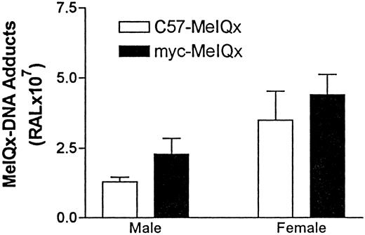 Fig. 1. MeIQx-DNA adduct levels in the liver of C57Bl/λlacZ and c-myc/λlacZ mice who were given 0.06% (w/w) MeIQx containing diet for 30 weeks are shown. DNA adduct levels were determined by the 32P-postlabeling assay, as described in “Materials and Methods.” Values are mean ± SE (n = 3). No adducts were detected in animals on control diet (data not shown). RAL, relative adduct labeling.