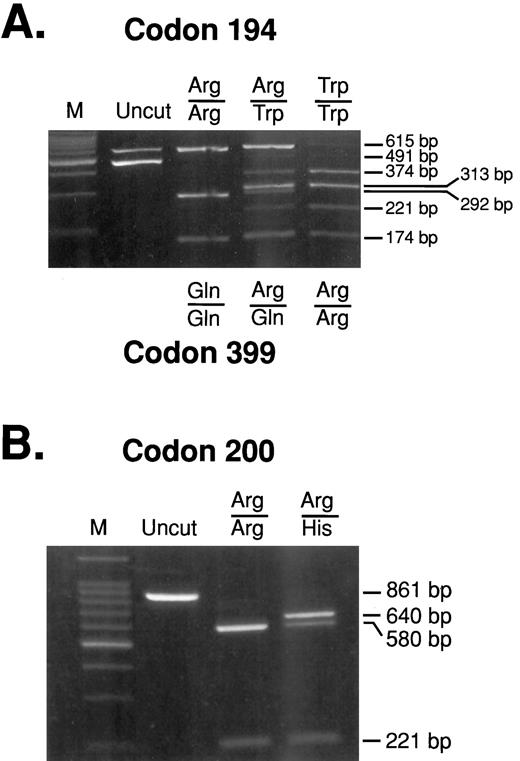 Fig. 1. A, 3% Metaphor gel on MspI digestion of the multiplex XRCC1 PCR products containing codons 194 and 399. Codon 194 and 399 genotypes are indicated above and below the Lanes, respectively. Uncut, the two undigested products (491-bp and 615-bp, codons 194 and 399, respectively). Representative wild-type homozygotes (Arg/Arg and Arg/Arg, 194 and 399, respectively), heterozygotes (Arg/Trp and Arg/Gln, 194 and 399 respectively), and variant homozygotes (Trp/Trp and Gln/Gln, 194 and 399, respectively) are shown for each polymorphism. M, 100-bp molecular weight standard (Promega). B, 2% NuSieve gel on RspI digestion of XRCC1 PCR product containing codon 280. Uncut, depicts the 861-bp PCR product. Wild-type homozygotes (Arg/Arg) and heterozygotes (Arg/His) are shown.