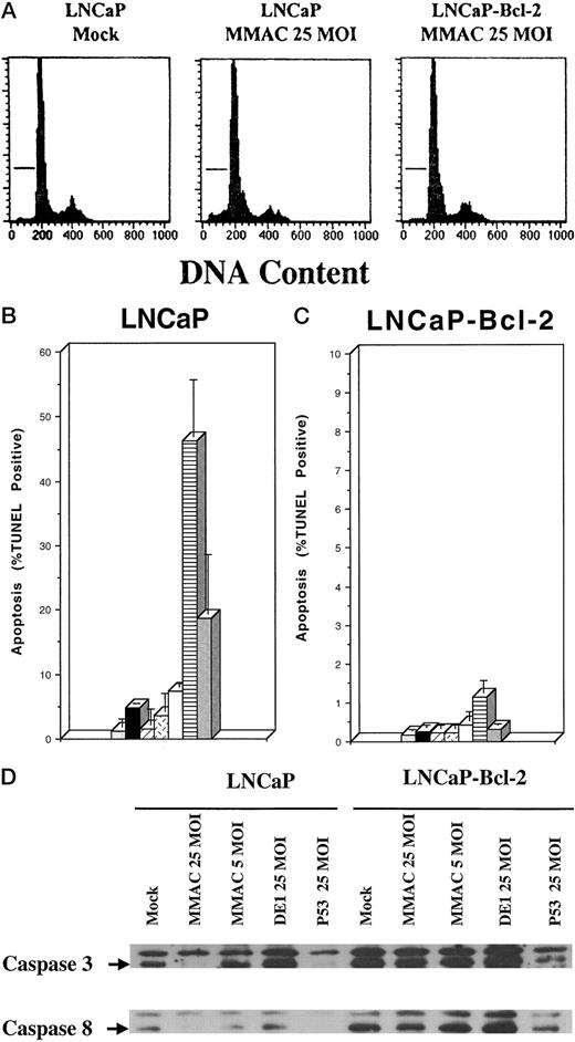 Fig. 3. Assessment of apoptosis induced by MMAC/PTEN in LNCaP cells. A, flow cytometric analysis of cells stained for DNA content. Events in area under the horizontal line are the sub-G0, or apoptotic, population. Cells were harvested 4 days after infection. LNCaP cells infected with 25 MOI of Ad-MMAC demonstrated a significant sub-G0 population, but LNCaP-Bcl-2 cells did not. B, quantitation of apoptosis in LNCaP cells 4 days after infection, as assessed by TUNEL, followed by flow cytometric analysis. Cells were mock infected (speckled column), or infected with control adenovirus Ad-DE1 (▪, 5 MOI; □, 25 MOI), Ad-p53 (▨, 5 MOI; , 25 MOI), or Ad-MMAC (dashed lines, 5 MOI; , 25 MOI). In LNCaP cells, 25 MOI of Ad-MMAC induces apoptosis, although not as much as 25 MOI of Ad-p53. Five MOI of neither Ad-MMAC nor Ad-p53 induced significant apoptosis. Columns, mean; bars, SD. C, quantitation of apoptosis in LNCaP-Bcl-2 cells 4 days after infection, as assessed by TUNEL, followed by flow cytometric analysis. Same labels as in B; but note that the scale of the y-axis is different. Overexpression of Bcl-2 in LNCaP cells blocked apoptosis induction by Ad-MMAC or Ad-p53. D, immunoblotting for caspase-3 (upper) and caspase-8 (lower) in LNCaP and LNCaP-Bcl-2 cells 72 h after infection with indicated adenoviruses. Arrows, proenzyme forms of the caspases. LNCaP cells infected with 25 MOI of Ad-MMAC or Ad-p53, but not Ad-DE1, exhibit a marked decrease in the proenzyme form of caspase-3 and caspase-8, consistent with caspase activation and apoptosis. LNCaP-Bcl-2 cells do not show evidence of significant caspase cleavage.