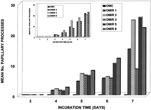 Fig. 3. Number of papillary processes produced by OMCs and OMIR cells cultured in 15% serum or in SFM with the addition of fibronectin (insert) for 7 days. In both experiments, papillogenesis of OMIR is approximately 15- to 25-fold over that of OMC (P < 0.05).