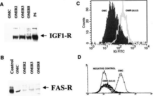 Fig. 5. A, IGF-1R Western blot of OMC and OMIR clones (2, 3, 8). The IGF-1R-positive control is represented by P6 cell [3T3 fibroblasts transfected with a plasmid constitutively expressing IGF-1R; these cells were kindly provided by Dr. Renato Baserga (Jefferson Cancer Center, Philadelphia, PA)]. A protein band of Mr ∼135,000 corresponds to the α subunit of the IGF-1R. B, FasR Western blot of OMC as compared with OMIR clones (2, 3, and 8). The Fas-positive control (Jurkat cells) and OMC, but not the OMIR clones, exhibit a Mr 36,000 Fas protein band. C, flow cytometric evaluation demonstrates that OMIR cells (empty area) express a larger number of IGF-1Rs as compared with OMC (shaded area; approximately 1:100 ratio). Conversely, a larger number of Fas-R is present on OMCs as compared with OMIR cells [approximately 1:10 ratio (D)].