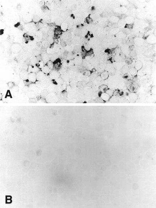 Fig. 6. Apoptotic OMC cells (A) as indicated by the dark nuclear staining. Nuclear staining is absent in CH11-exposed OMIR cells (B). ×540.